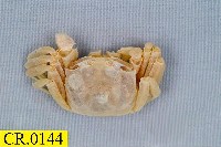 藏品(沙蟹屬)的圖片